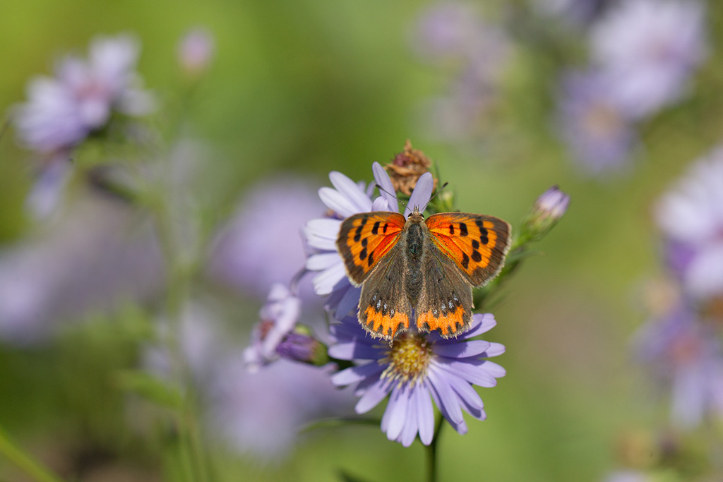 Le cuivré commun - Lycaena phlaeas ♂.jpg