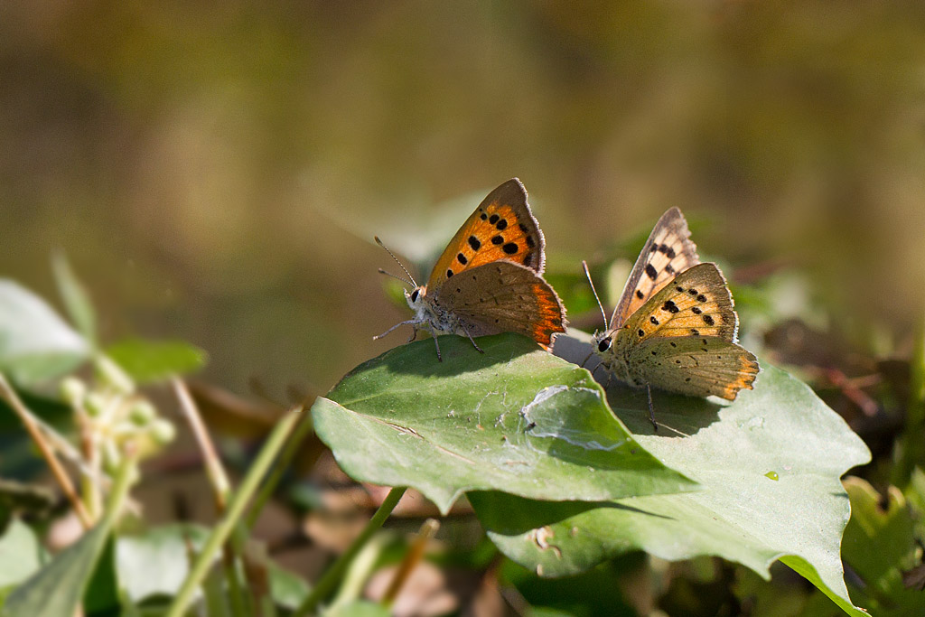Le cuivré commun - Lycaena phlaeas ♀ et ♂.jpg