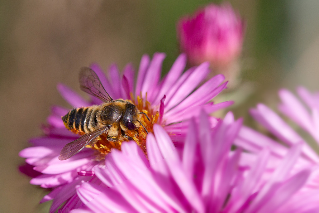 megachile sp 1-2.jpg