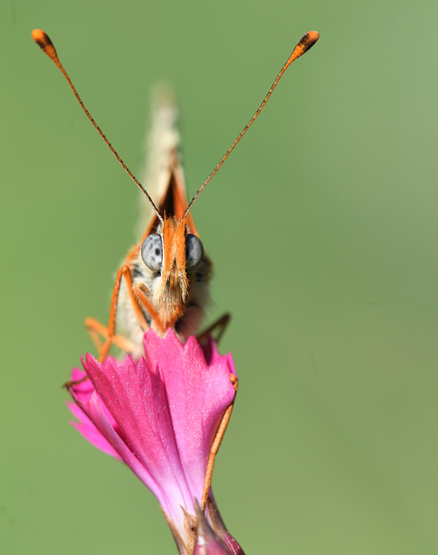 DS5_1233.jpg