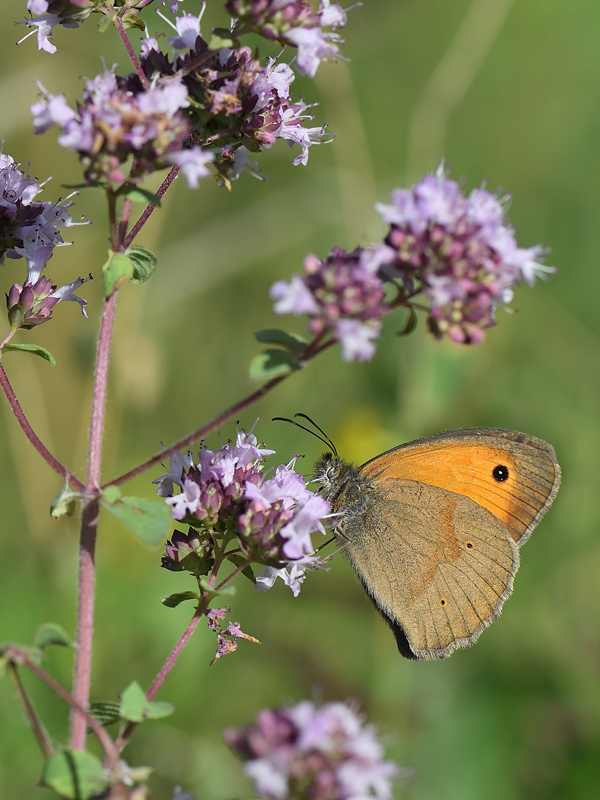 DS5_1285.jpg