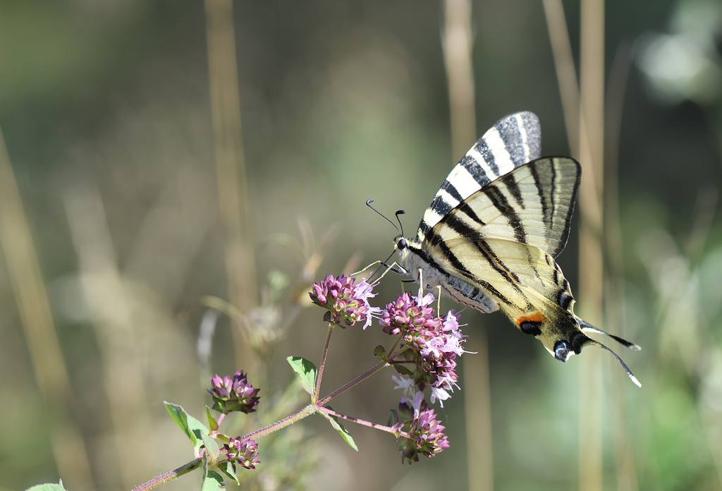 DS5_1309.jpg