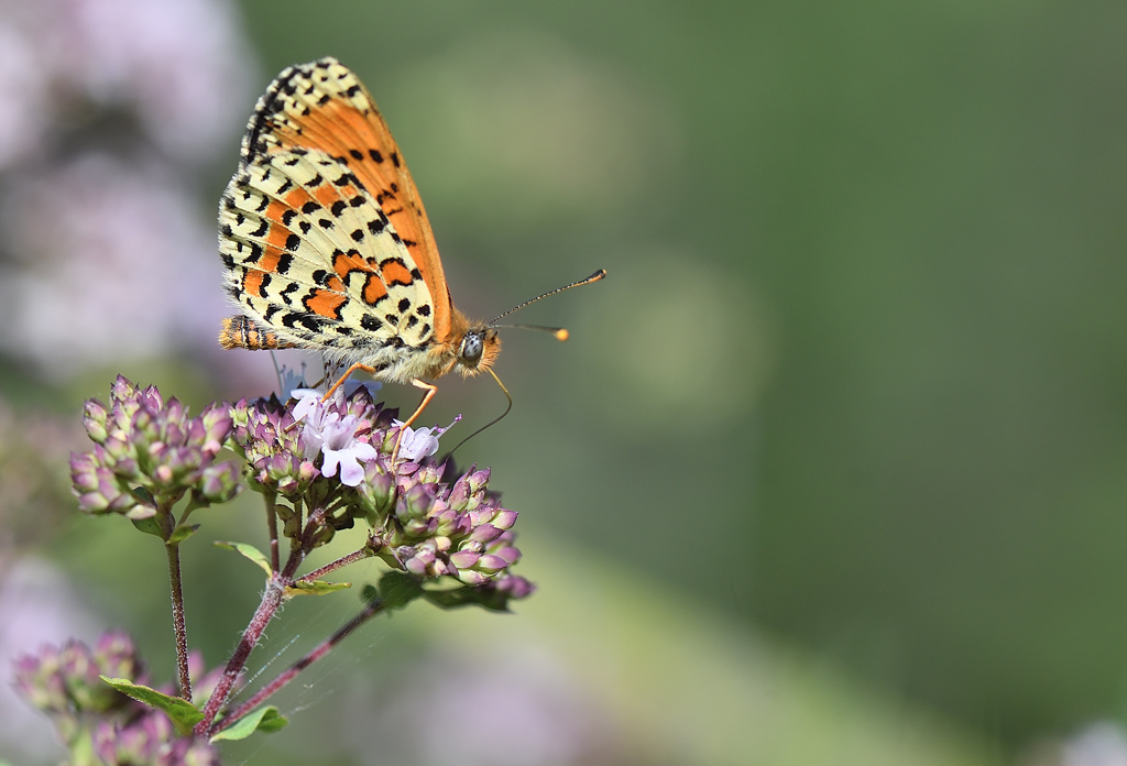 DS5_1313.jpg
