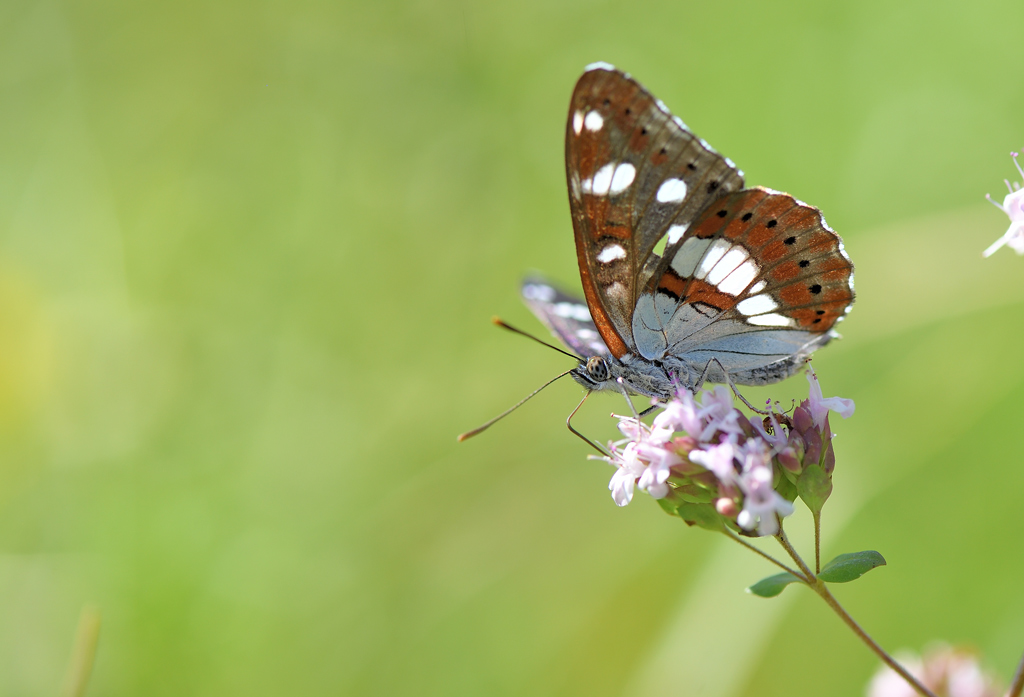 DS5_1718.jpg