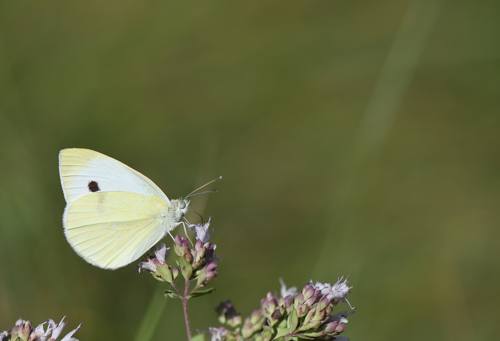 DS5_1817.jpg
