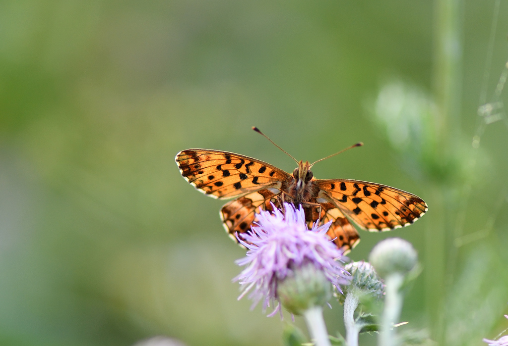 DS5_1881.jpg