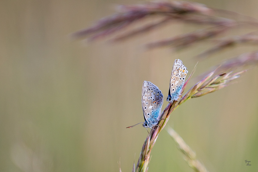 Argus bleu céleste (Polyommatus bellargus)-80.jpg