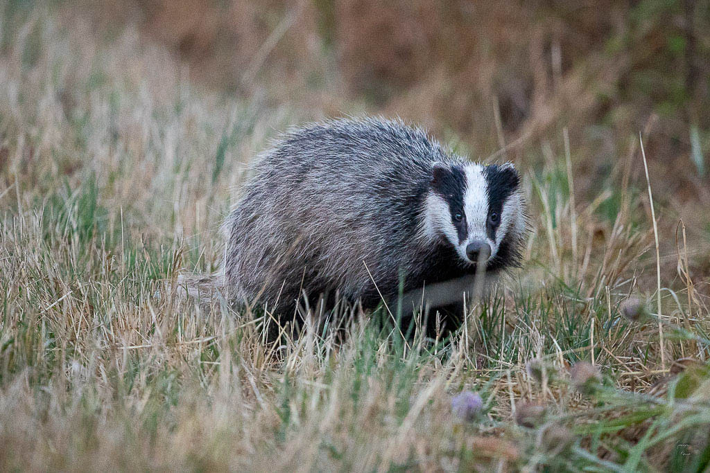 Blaireau Européen (Meles meles) Badger-5.jpg