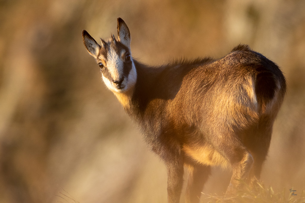 Chamois (Rupicapra rupicapra) Alpine chamois-42.jpg