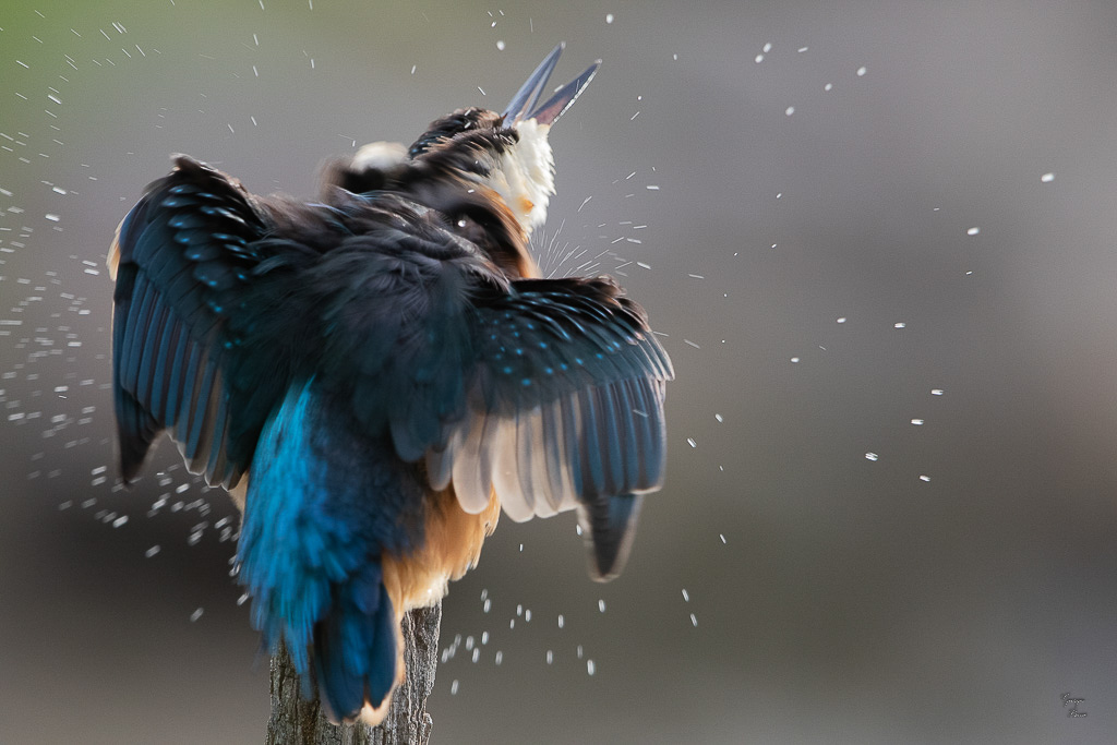 Martin Pêcheur d'Europe(Alcedo atthis) Common kingfisher-232.jpg