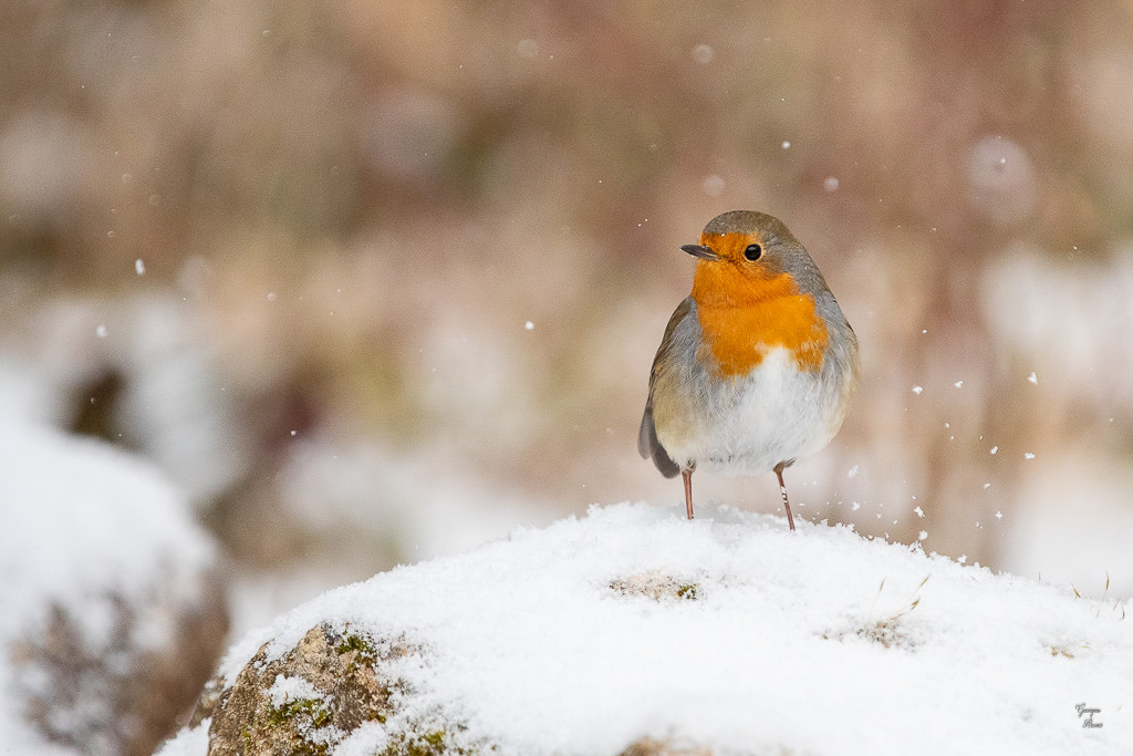 Rougegorge familier (Erithacus rubecula) - European Robin-75.jpg