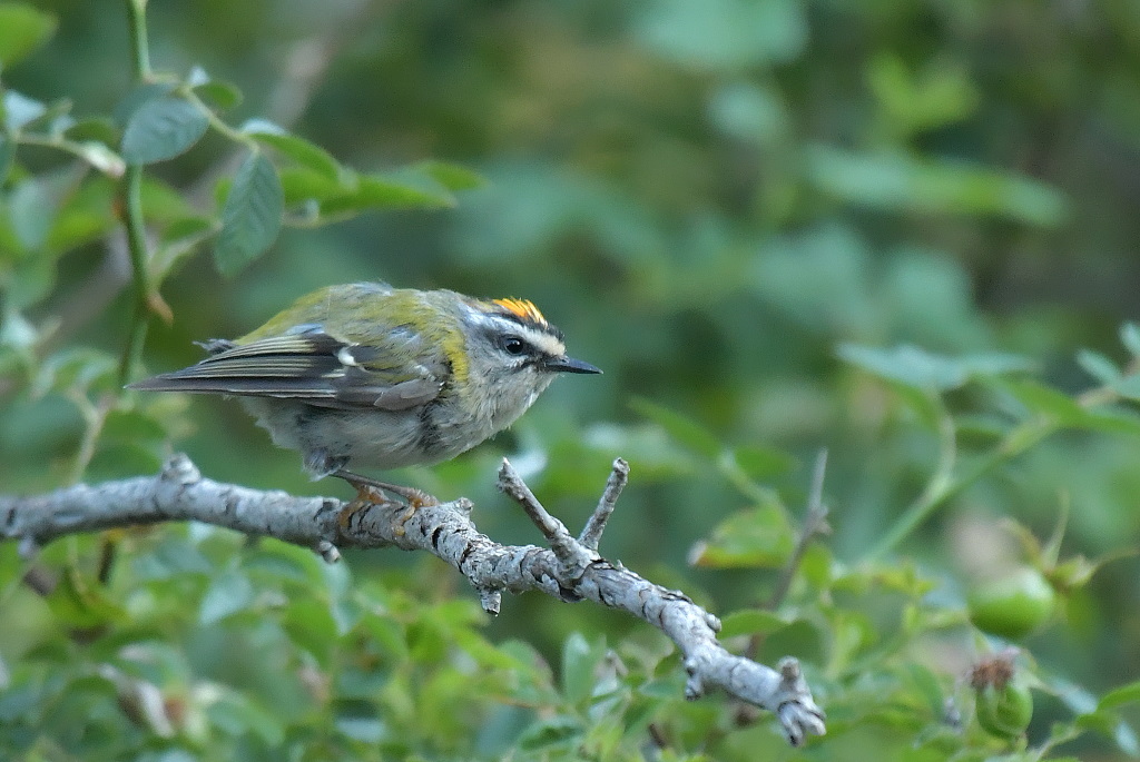 DSC_6749.JPG
