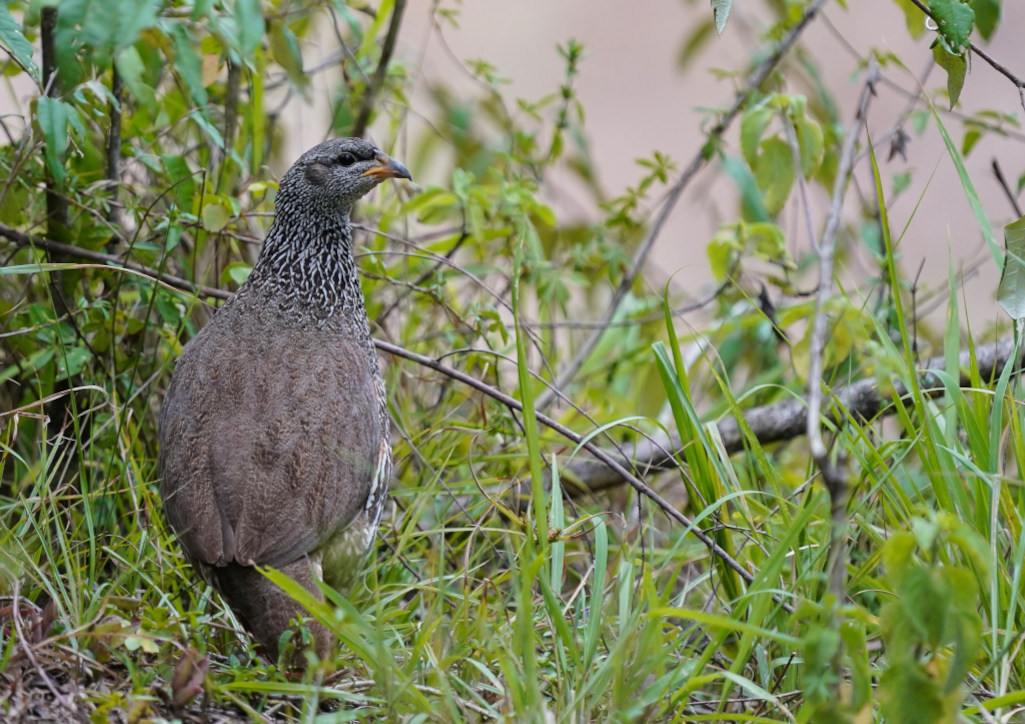 55-Francolin écaillé -Mara.JPG