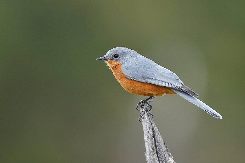 58-Gobemouche argenté - Mara..JPG