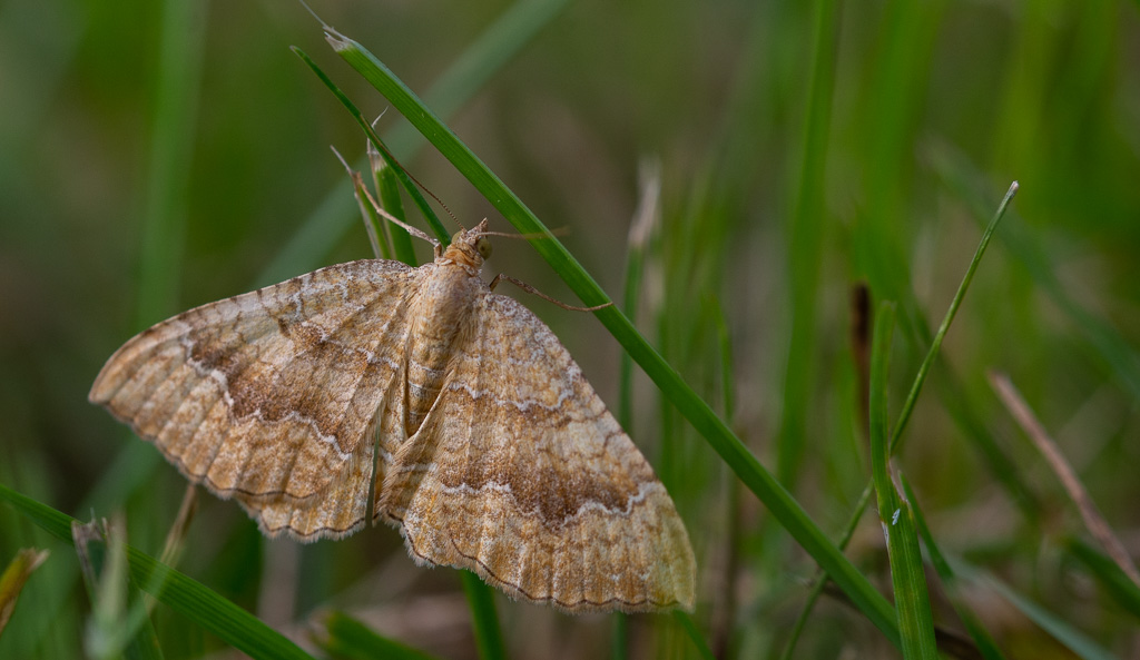 Papillon Camptogramma bilineata L. La Brocatelle d'or.jpg