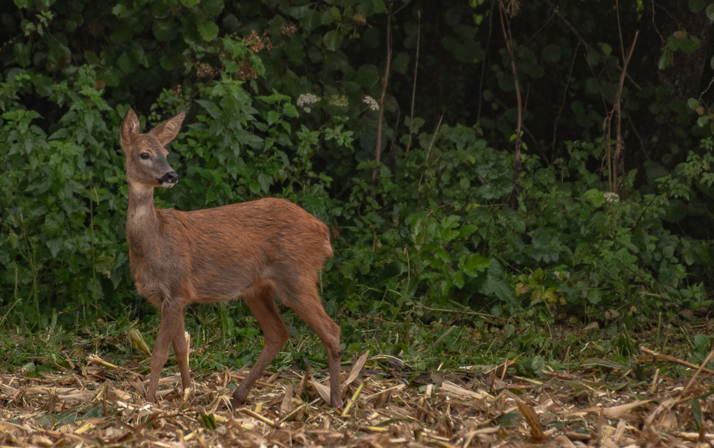 Chevreuil du matin -4-.jpg
