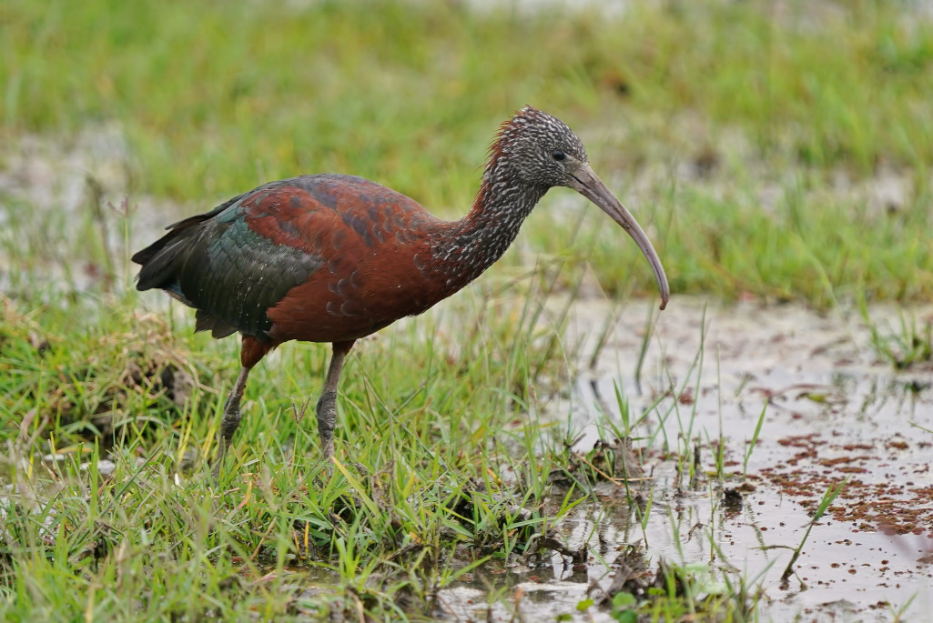 74-Ibis falcinelle - Amboseli.JPG