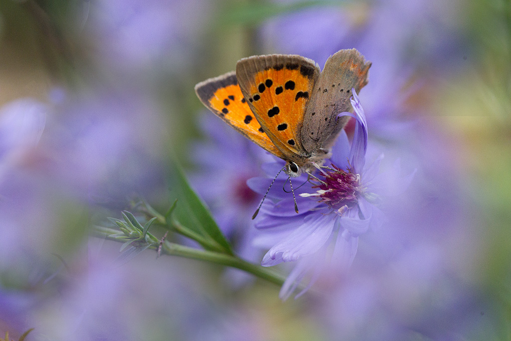 Le cuivré commun - Lycaena phlaeas.jpg