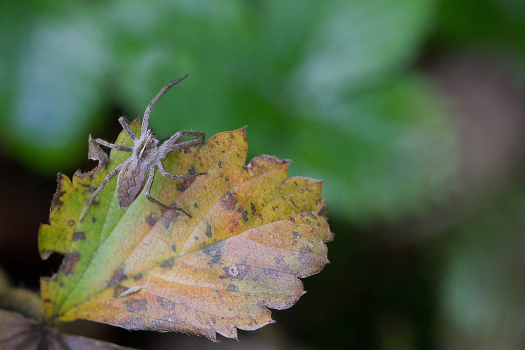 pysaure admirable -Pysaura mirabilis.jpg