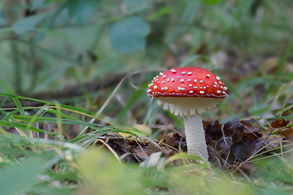 amanite tue-mouche - Amanita muscaria.jpg
