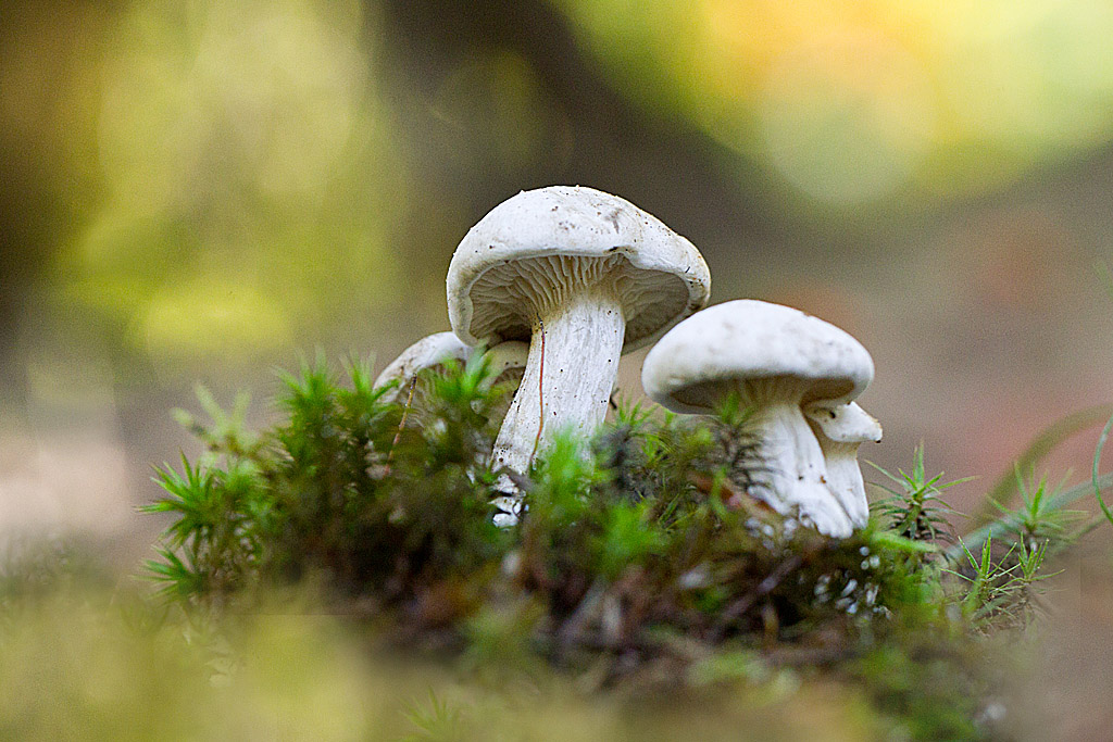 meunier -  Clitopilus prunulus.jpg