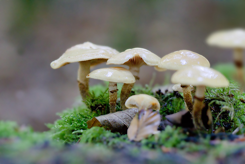 Agaric à soupe - Kuehneromyces mutabilis.jpg