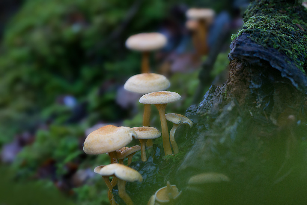 fausse girolle - Hygrophoropsis aurantiaca.jpg