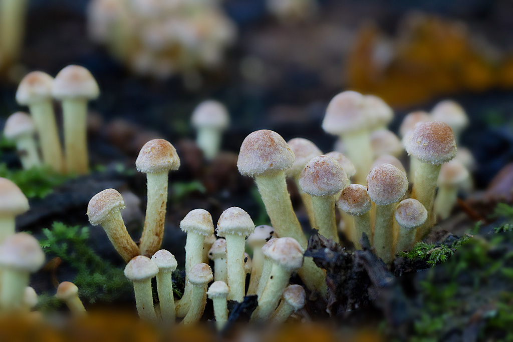 Hypholome couleur de  brique - Hypholoma  sublateritium.jpg