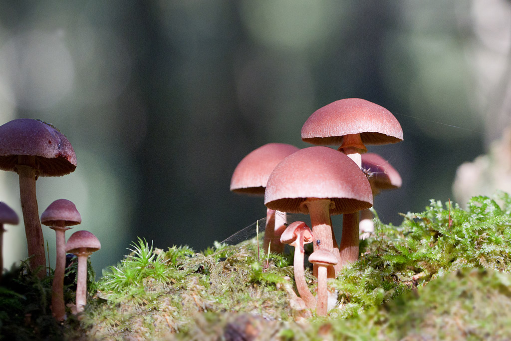 Psathyrelle hydrophile  - Psatyrella piluliformis.jpg