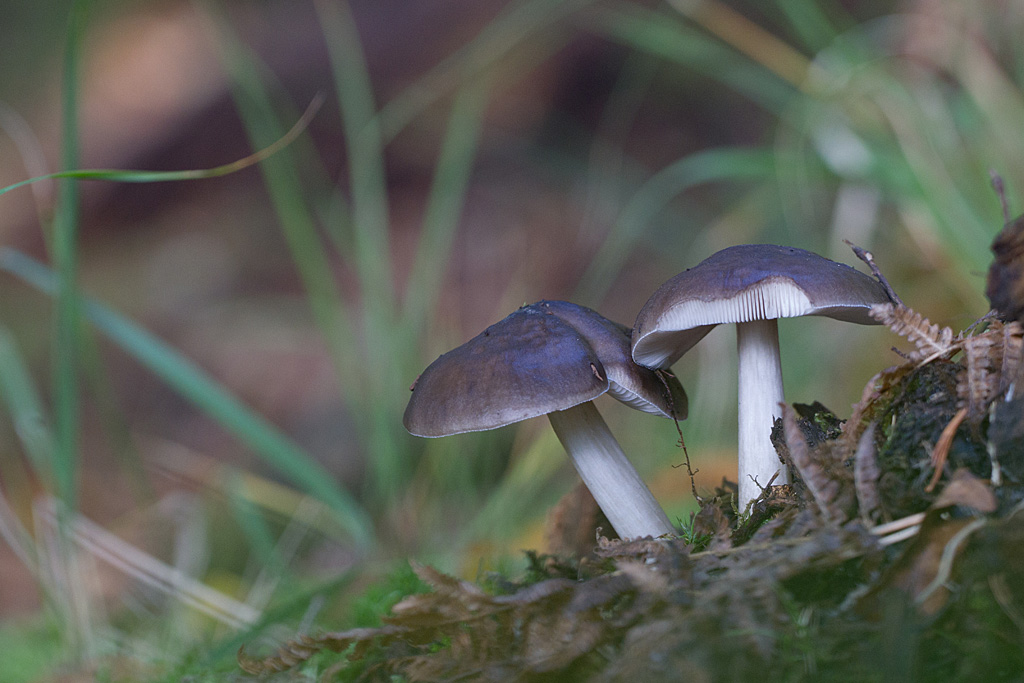 Lyophylle aggrégé -Lyophyllum decastes.jpg