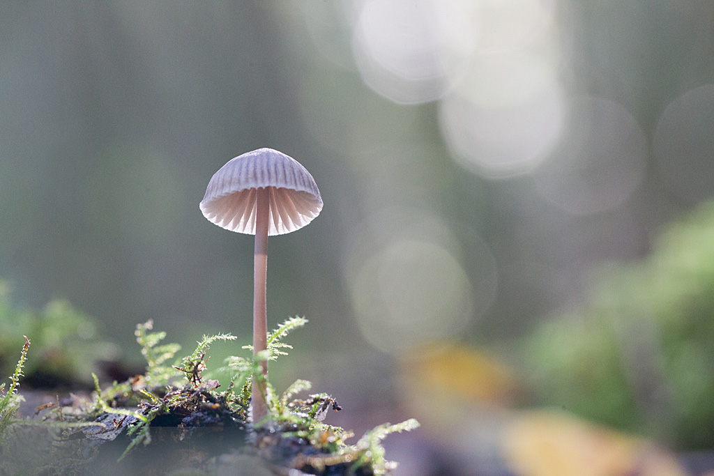 mycène à lait blanc - Mycena galopus.jpg