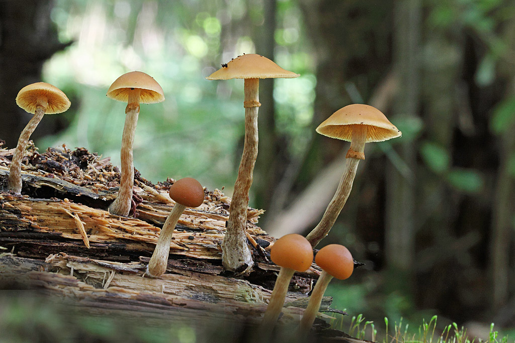 Galerina marginata (= Pholiota marginata)  IN.jpg