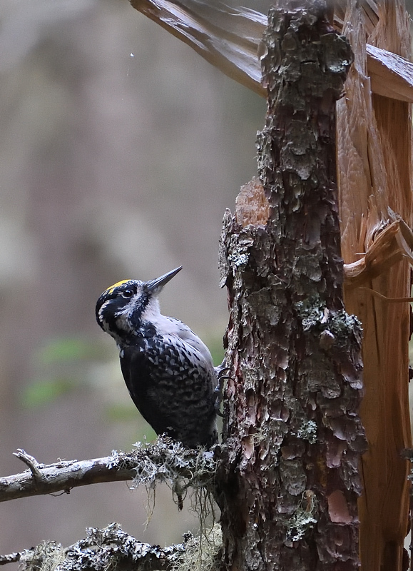 DS5_4408.jpg