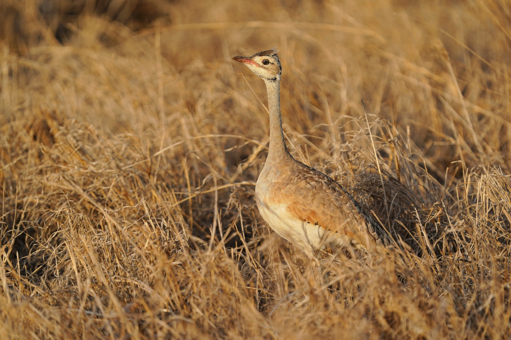 99.Outarde du Sénégal - Tsavo est.JPG