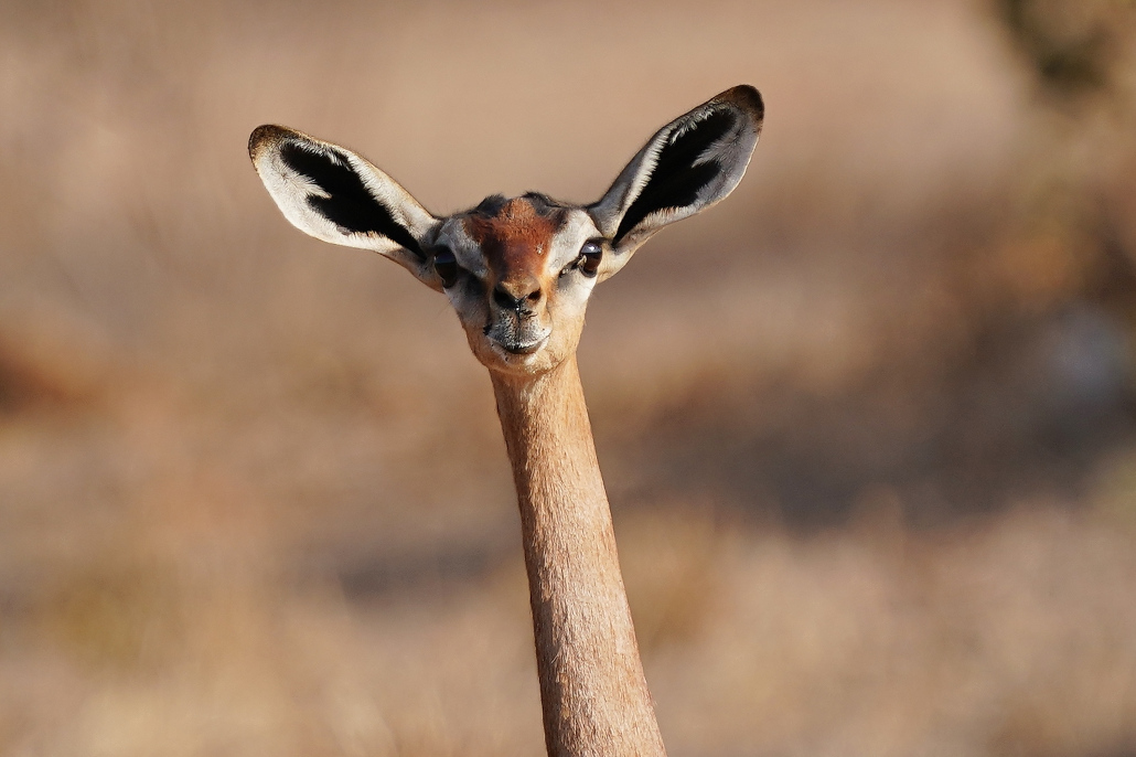 105. gerenuk.JPG