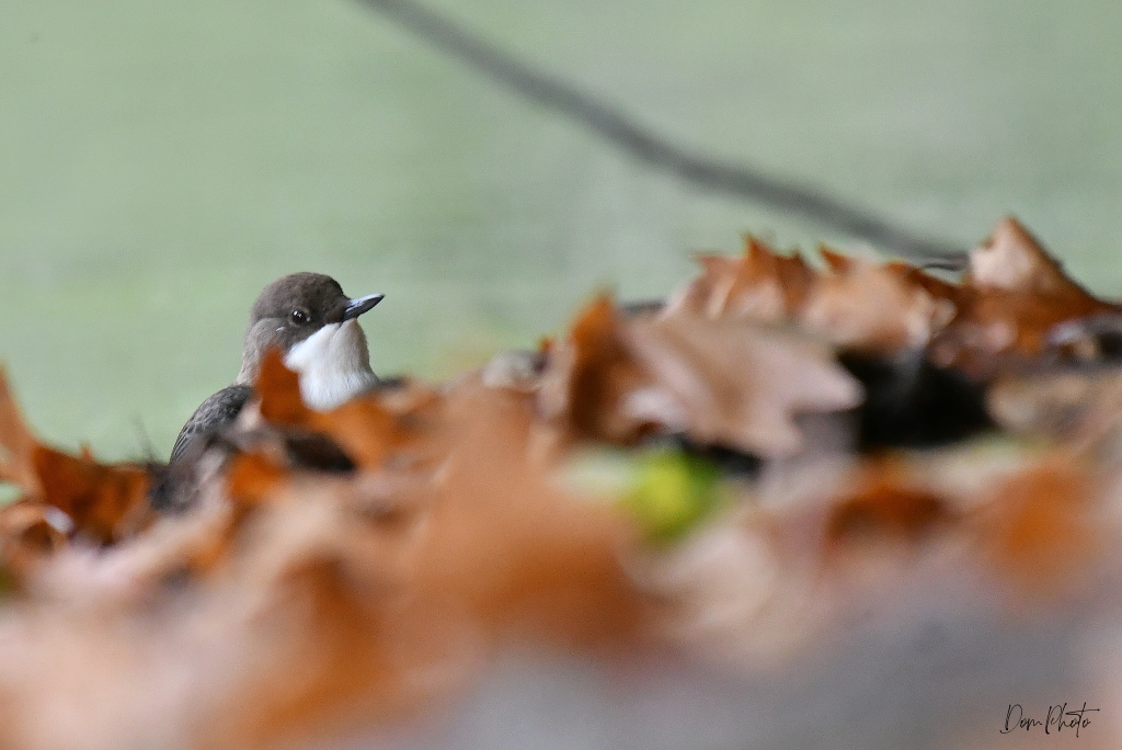 DSC_8828.JPG