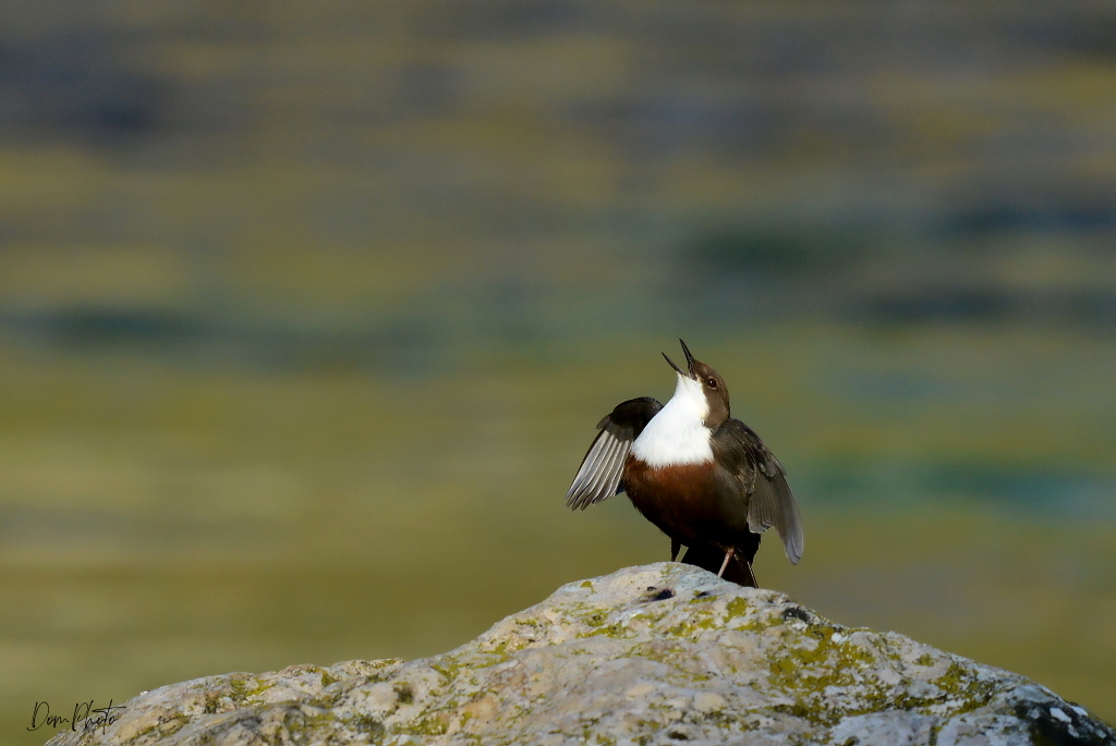 DSC_0233.JPG