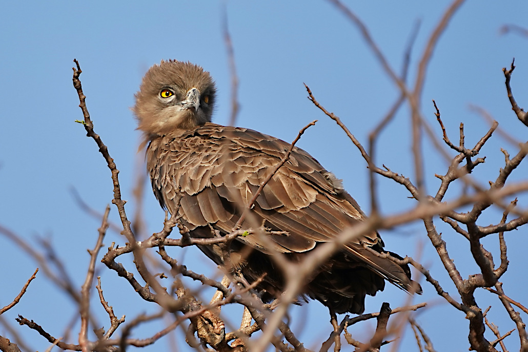 122-Circaète brun - Tsavo est.JPG