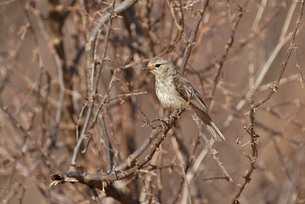 125.Gobemouche pâle - Tsavo est.JPG