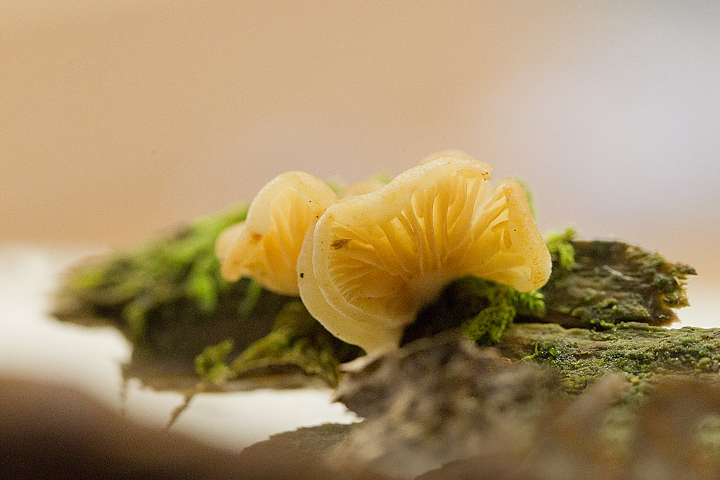 Crepidotus macedonicus.jpg