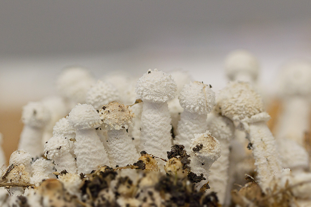 Leucocoprinus cretatus.jpg
