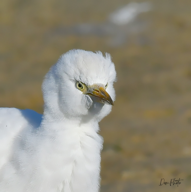DSC_8975-003in.jpg