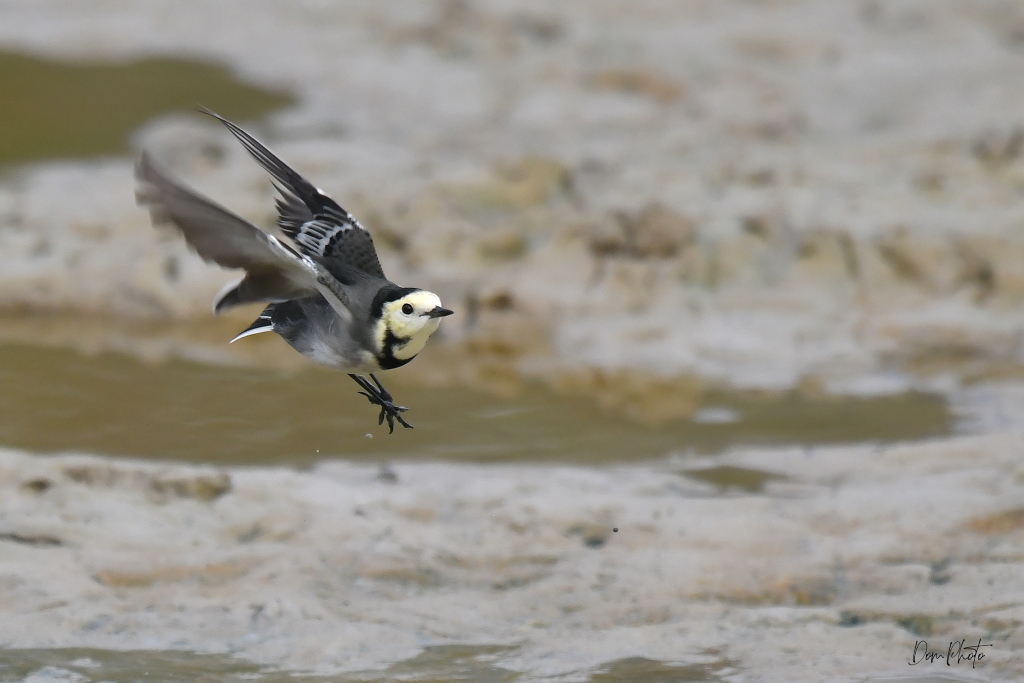 DSC_9666IN.jpg