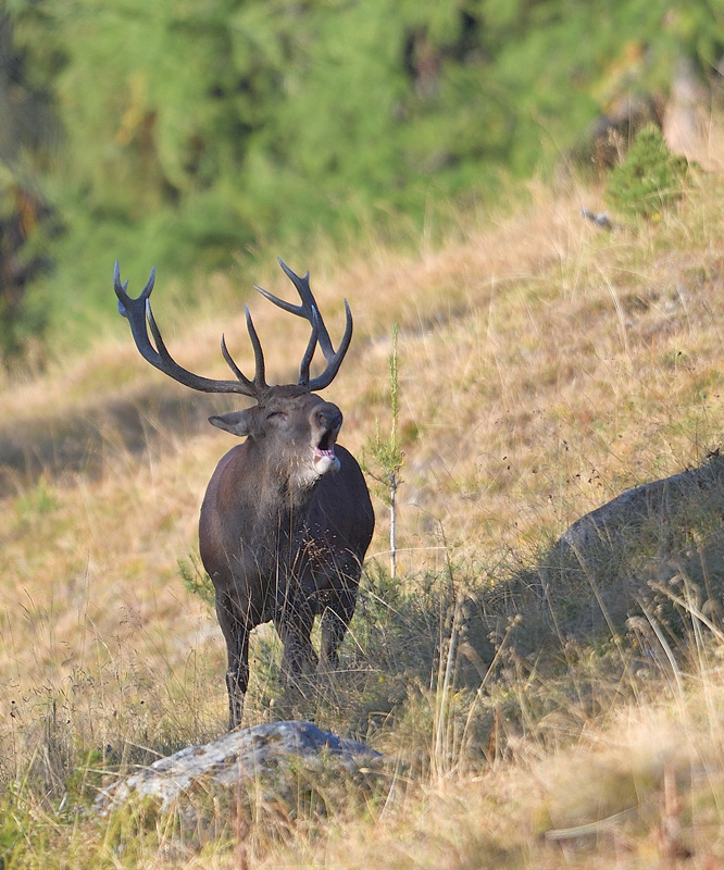 DS5_2495.jpg