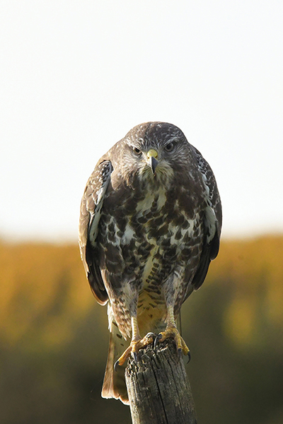 Buse variable en Alsace 2.jpg