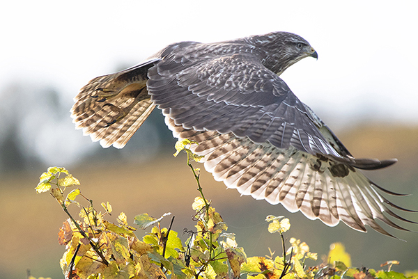 Buse variable en Alsace.jpg