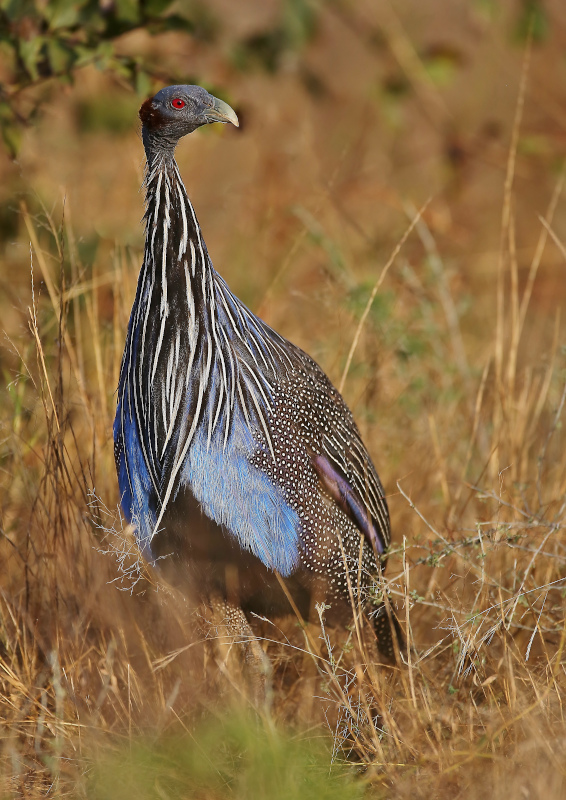 140.Pintade vulturine -tsavo.JPG