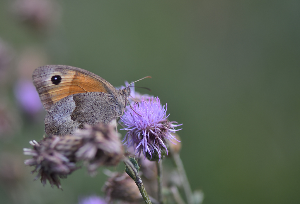 DS5_1856.jpg