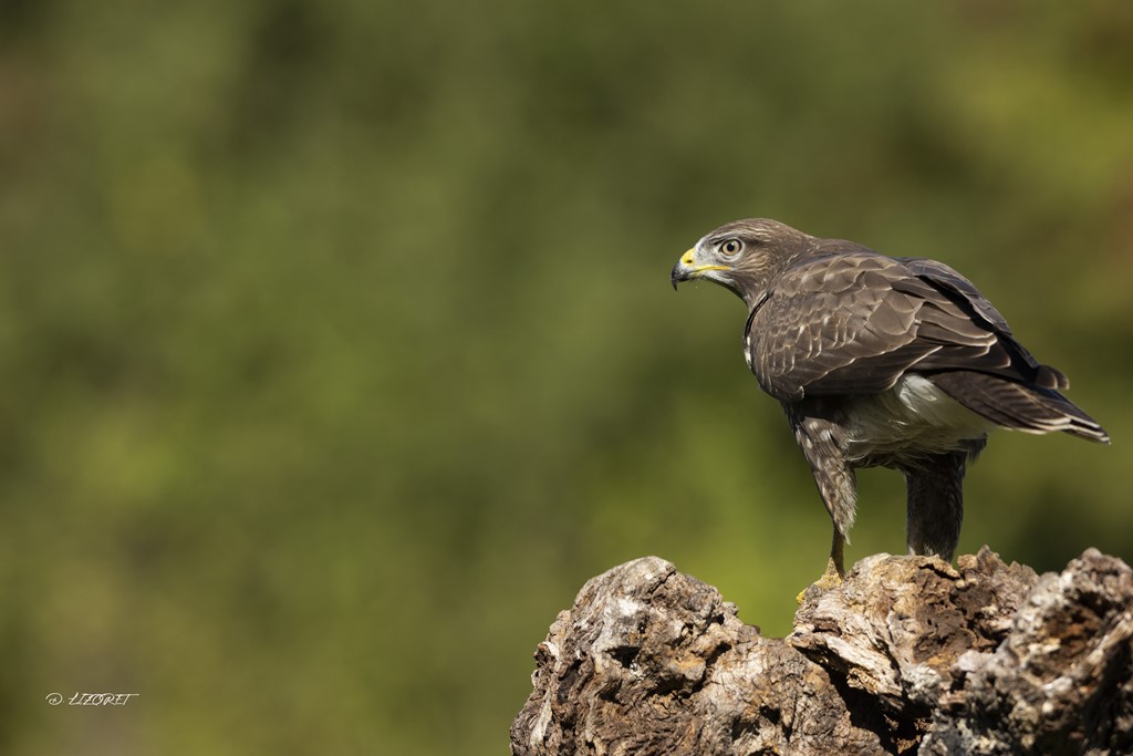 buse variable 5   septembre 2022 [1024 800].jpg