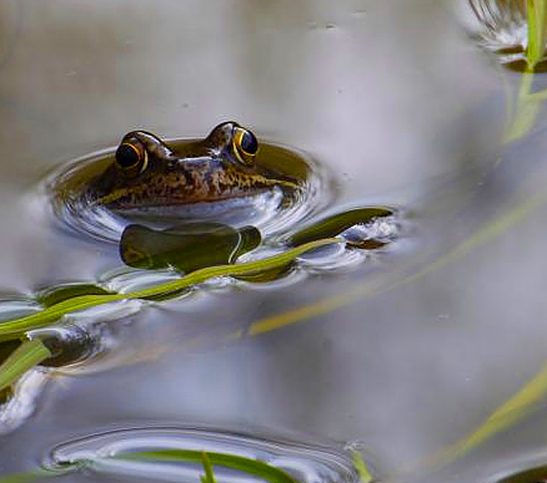 grenouille.jpg